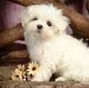 Meet your Posher, Geri